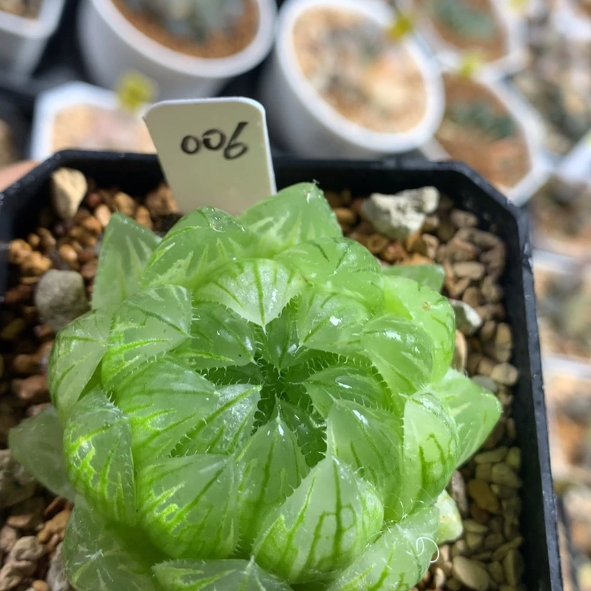 【闪购商品】006樱水晶锦