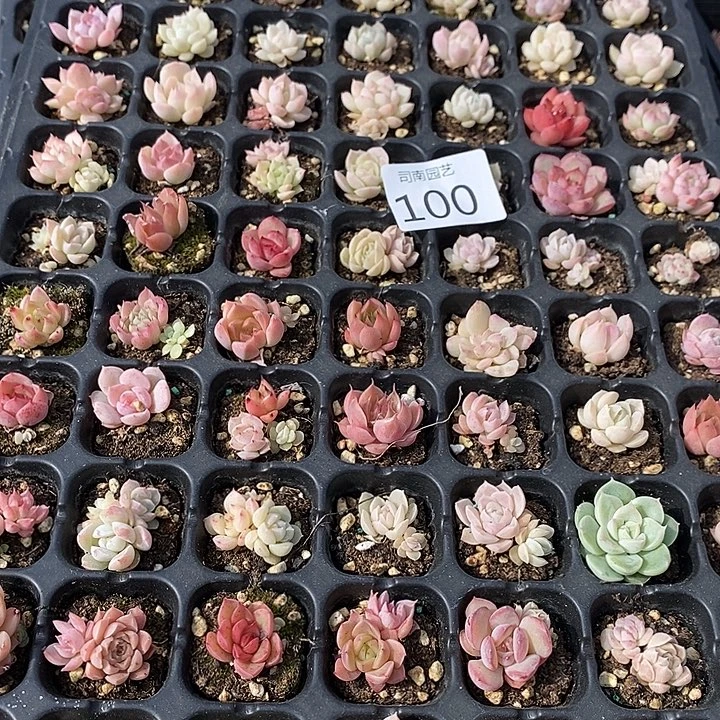 100 多肉植物盆栽花卉