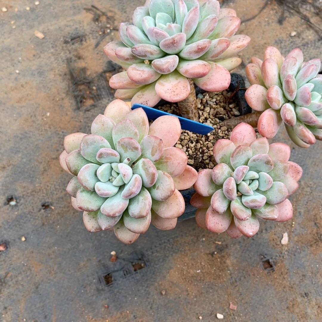 海****)0016白露多肉