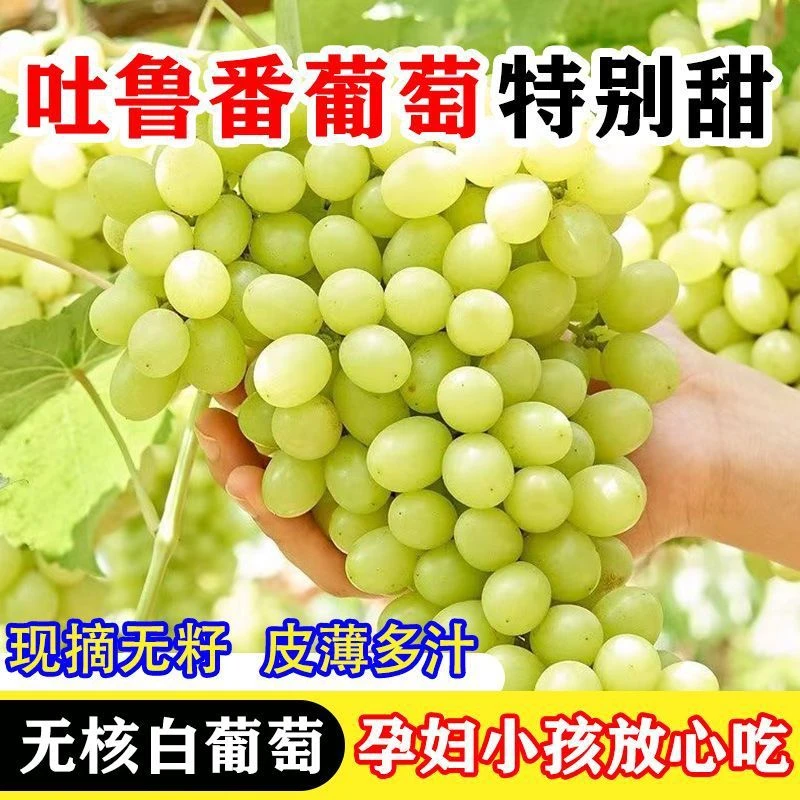 【川渝次日达】7-22-XX新疆吐鲁番无核白葡萄现摘当季马奶提子新鲜水果纯甜新疆维吾尔自治区