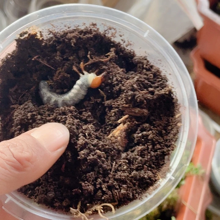 锹甲，兜虫目前有的随机发2到3只，要几单直接拍