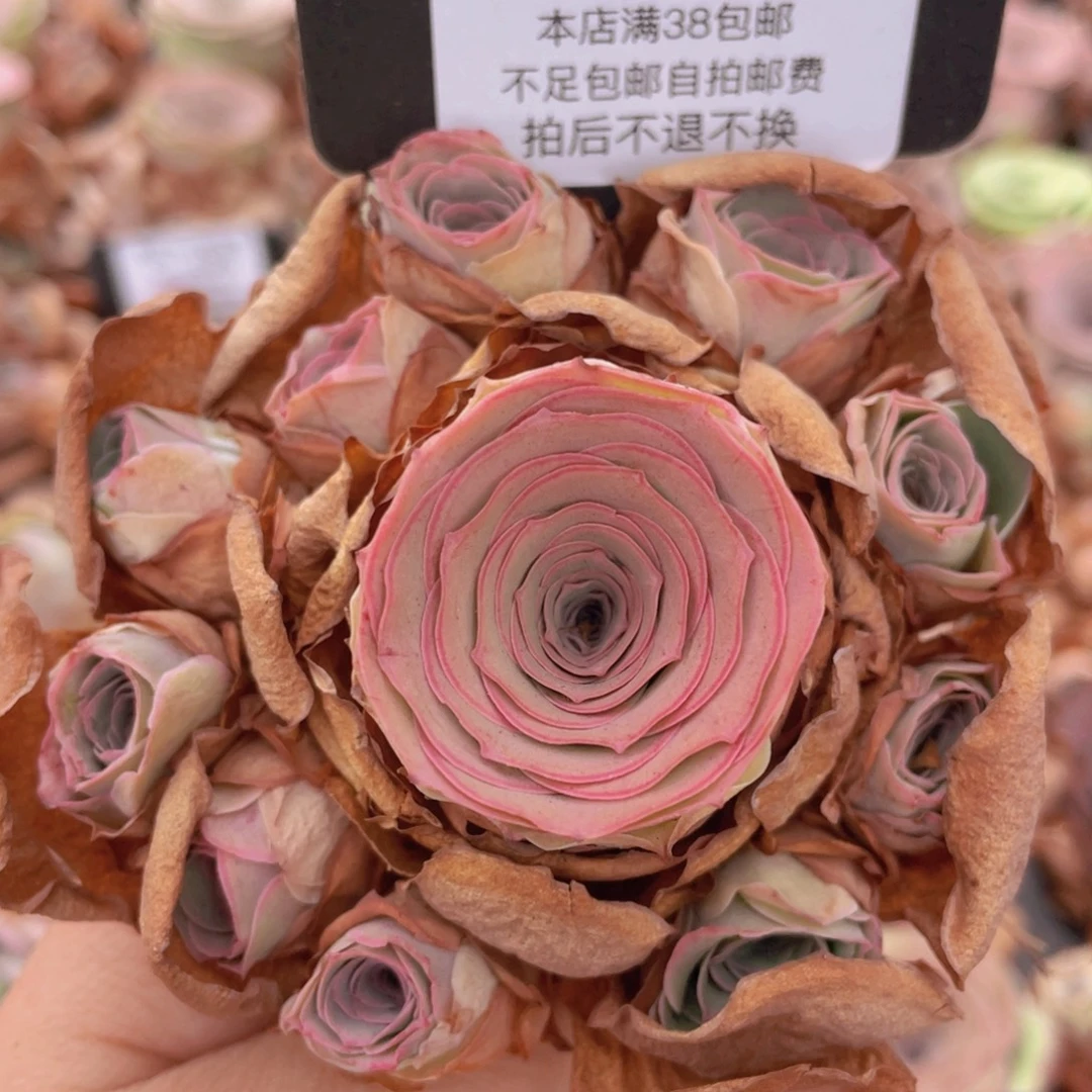 山地玫瑰C419裸根发货断枝不包损不售后