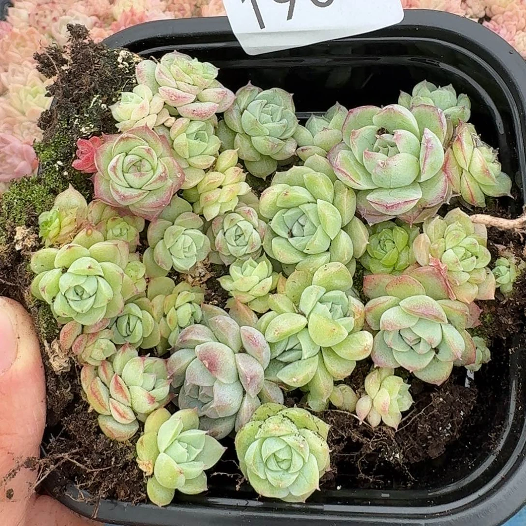 杂交新品珍妮多肉1901