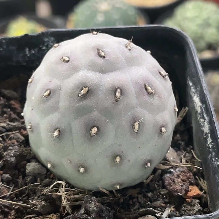 习志野实生仙人球