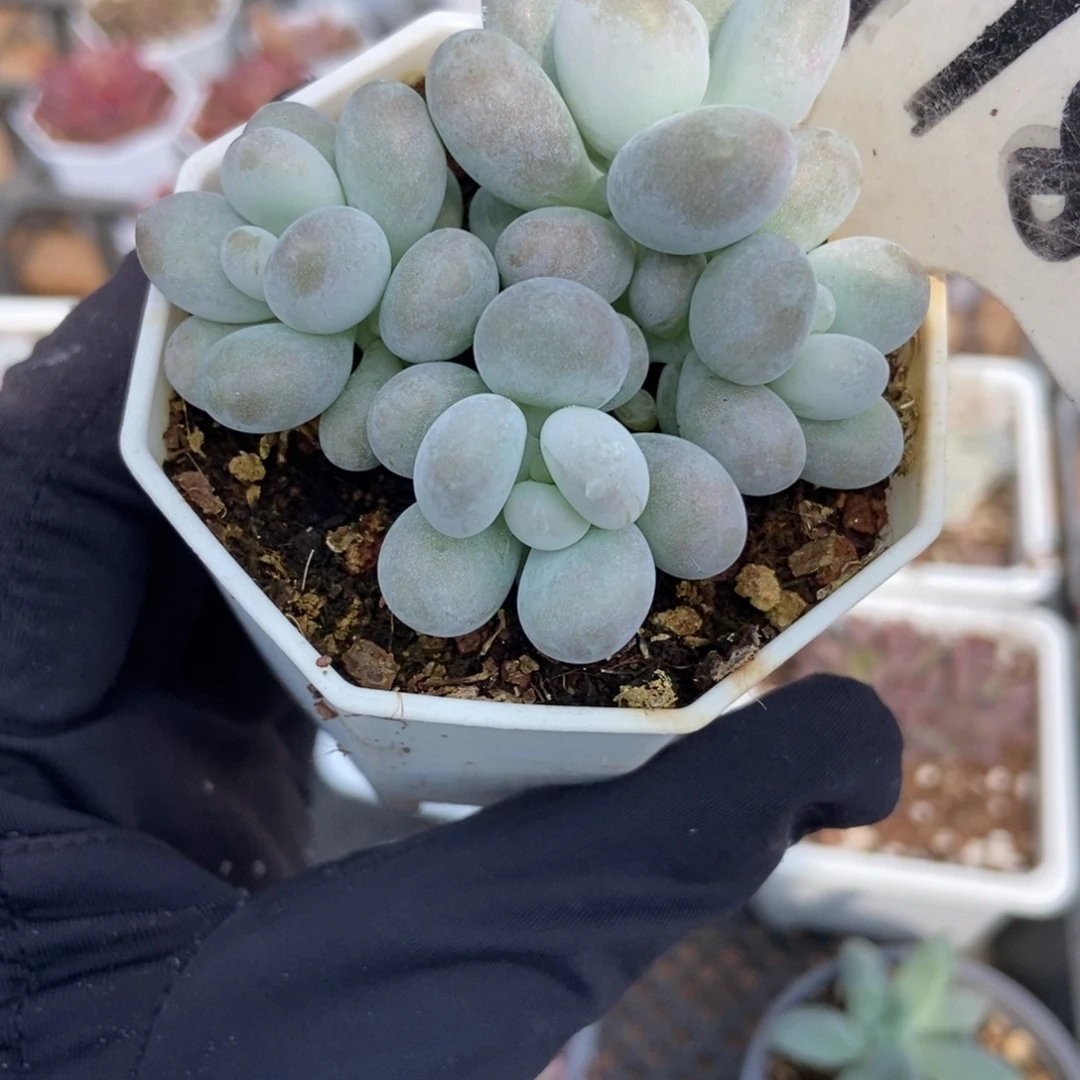 918蛋黄奶多肉植物