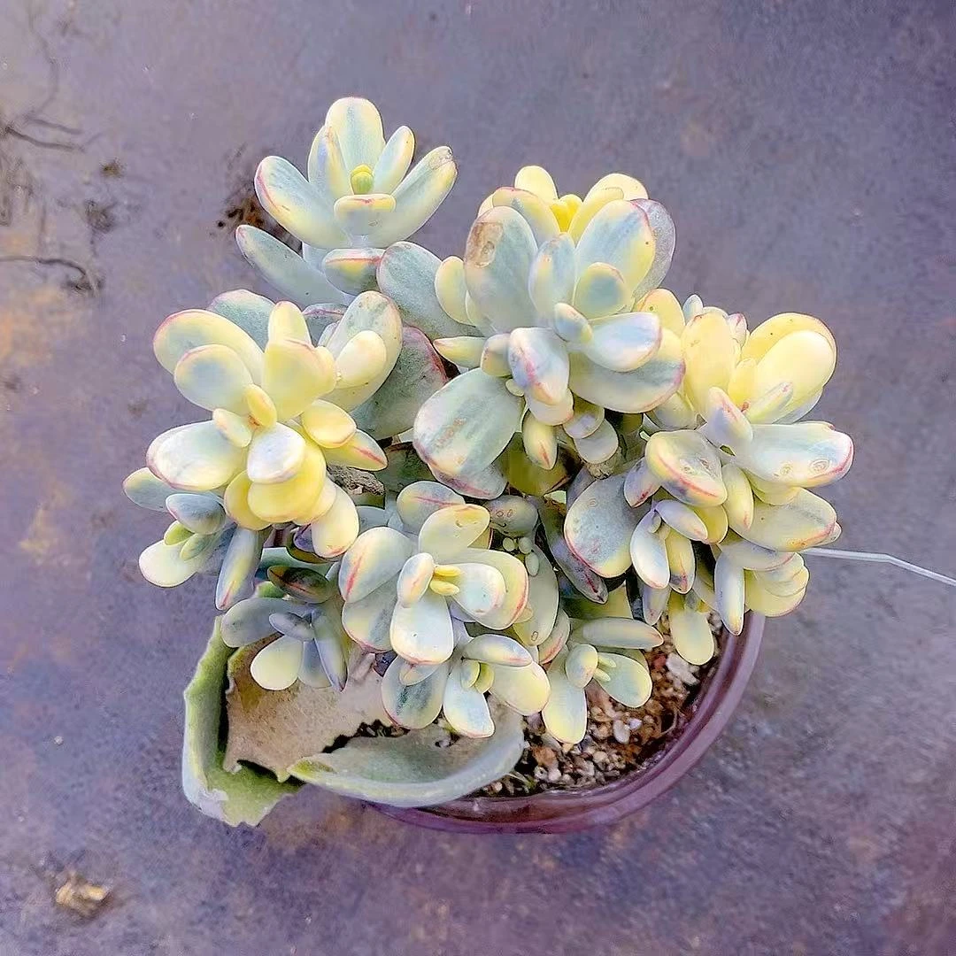 满15包邮（乒乓福娘锦）嫁接款 多肉植物 露养 吸甲醛 防辐射