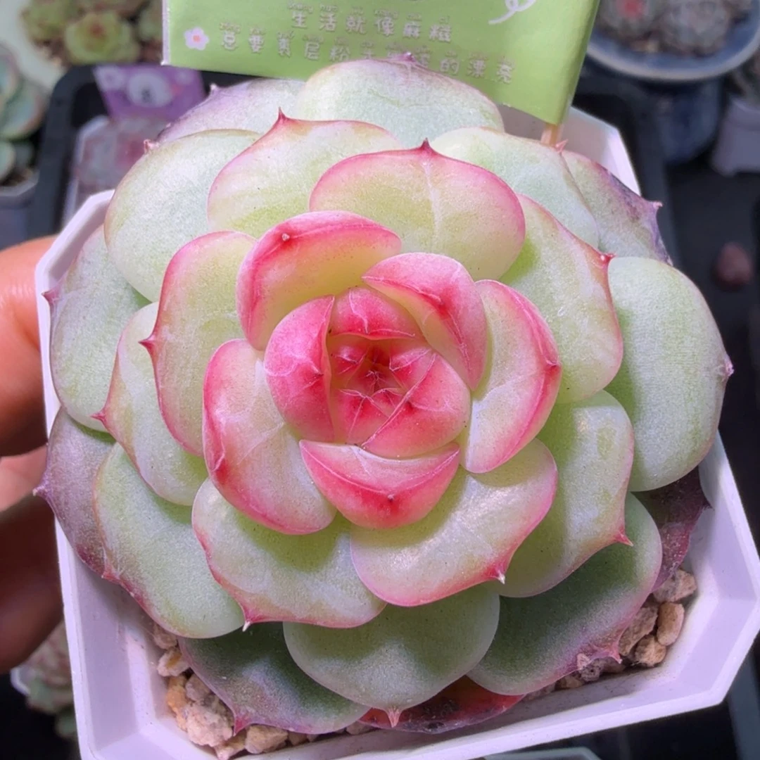 玉笛多肉植物单头元旦福利