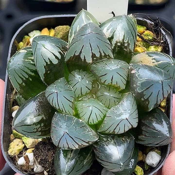 185大窗龙爪玉露锦