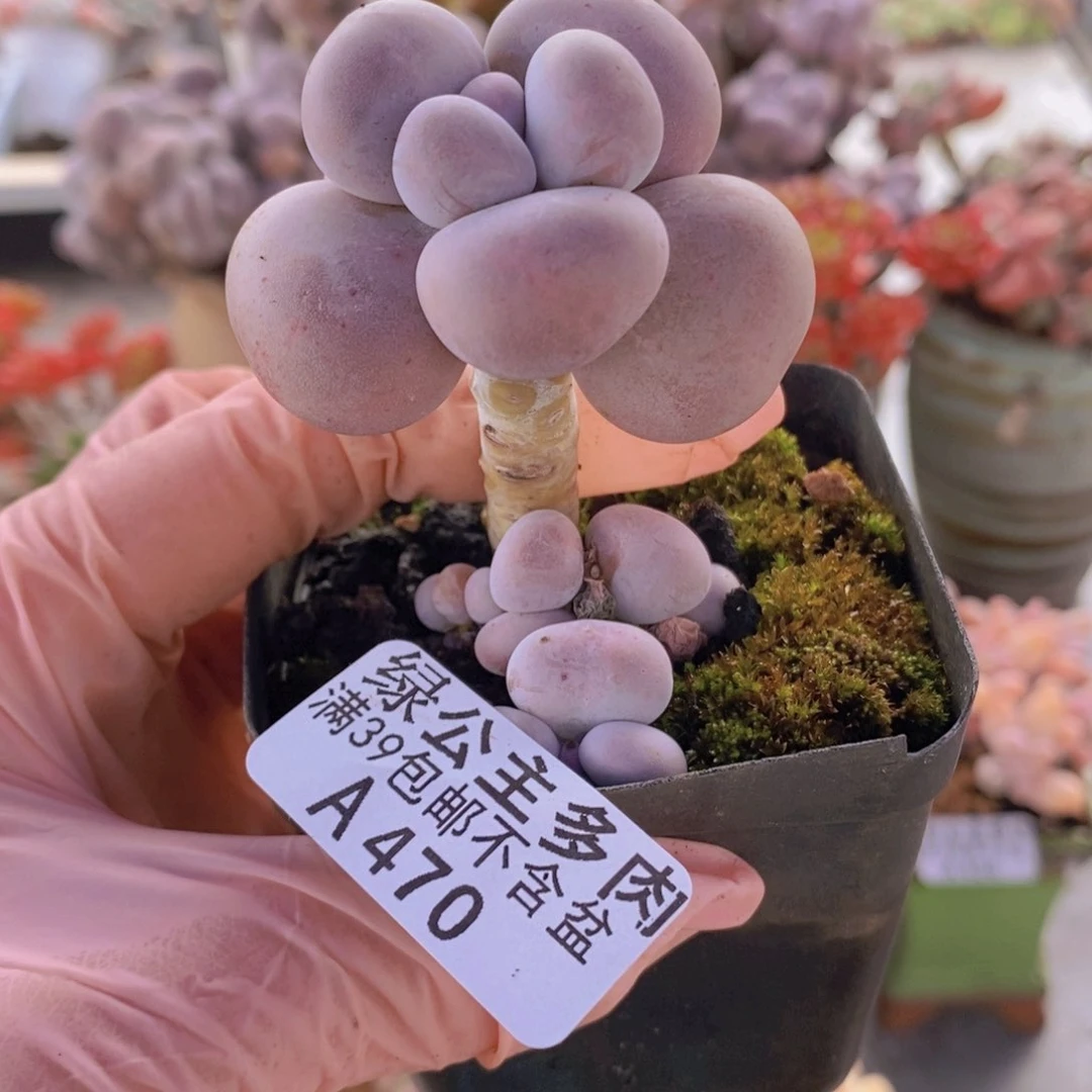 芭比奶洛单头470多肉植物