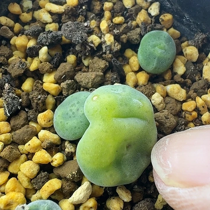 68号pv10043绿豆糕一物一拍