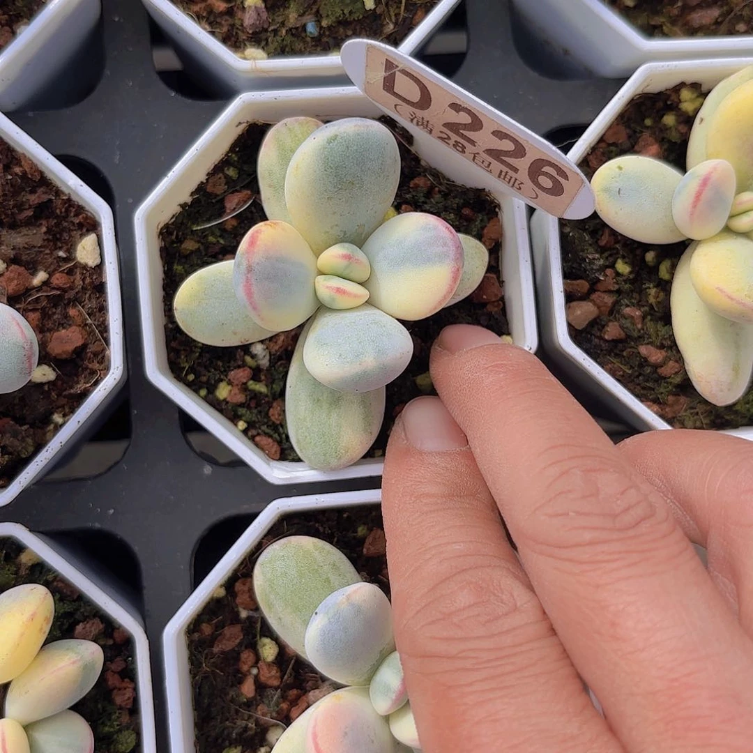 D226乒乓锦一物一拍