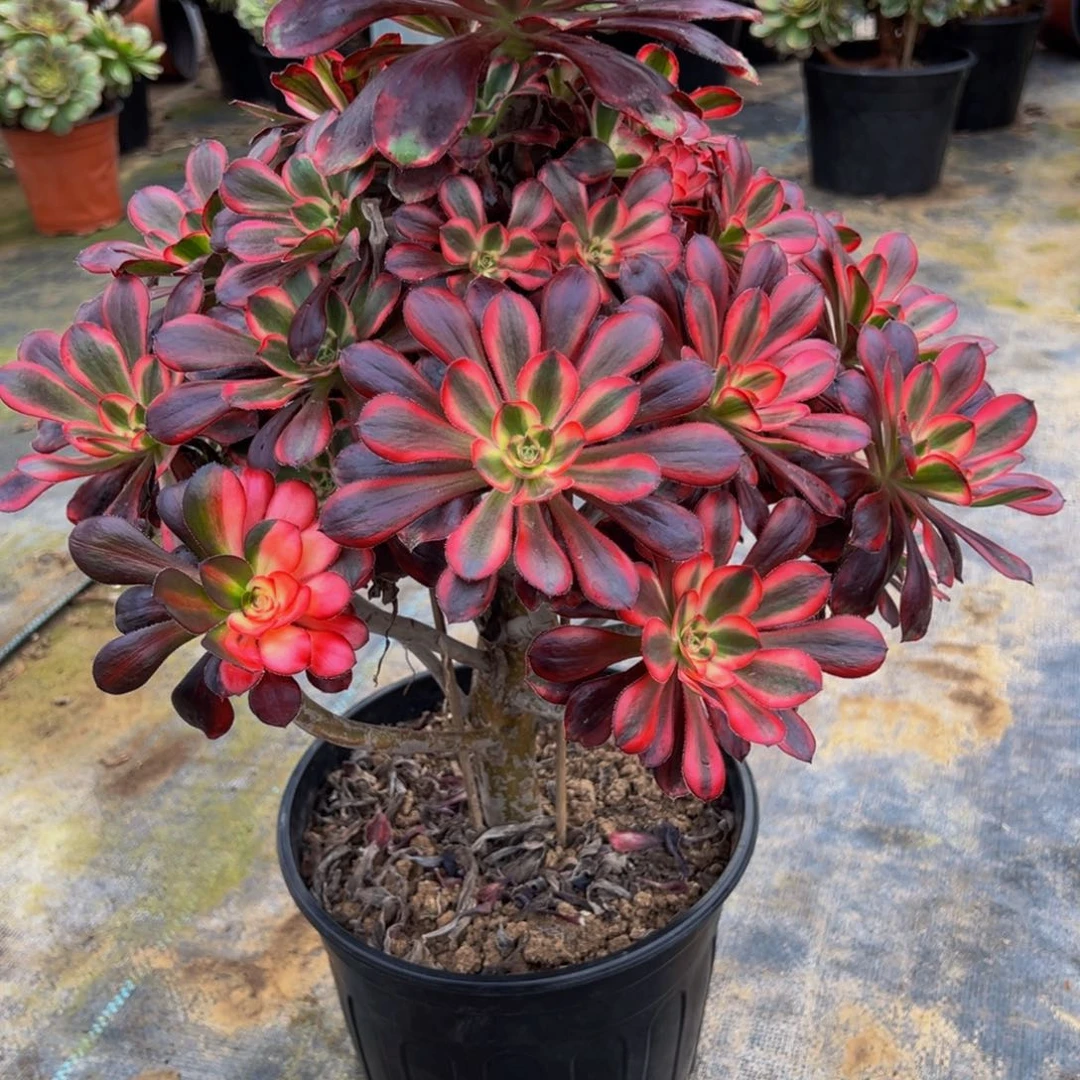 梦***…法师多肉植物丽娜014