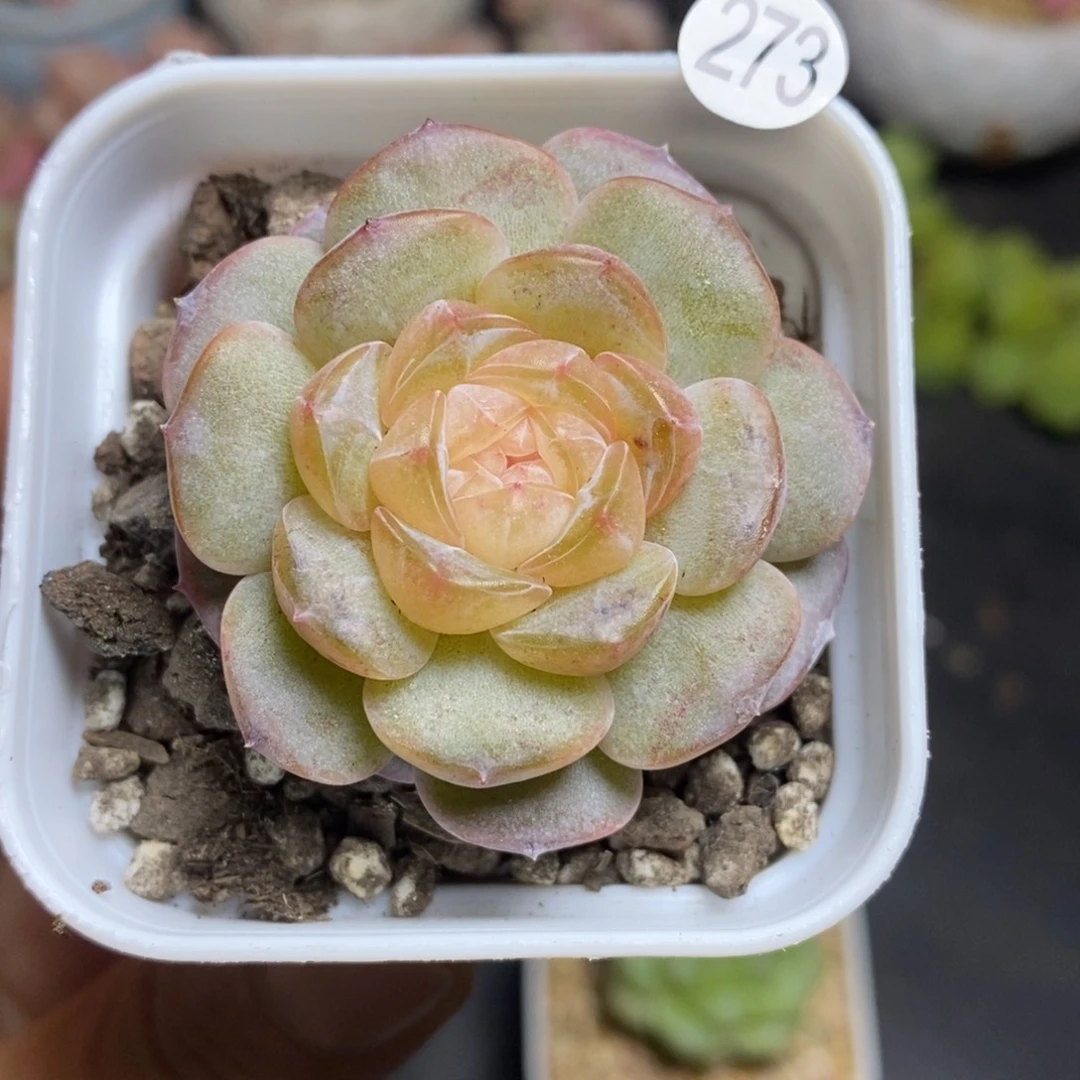 精品多肉小冠服273