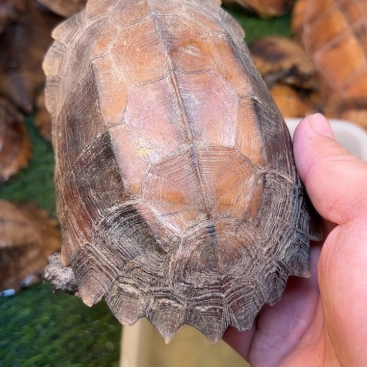 弘***哥绿毛龟母剧院闭壳龟