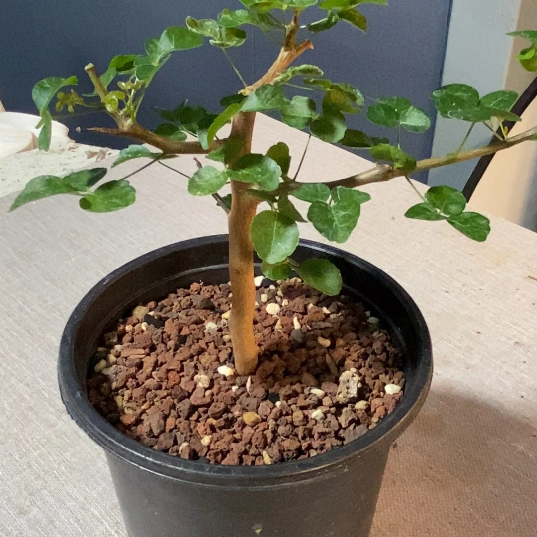 波叶没药带盆发货