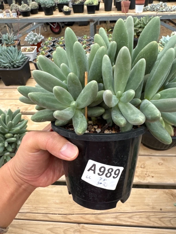 A989，LL，多肉植物，糖果