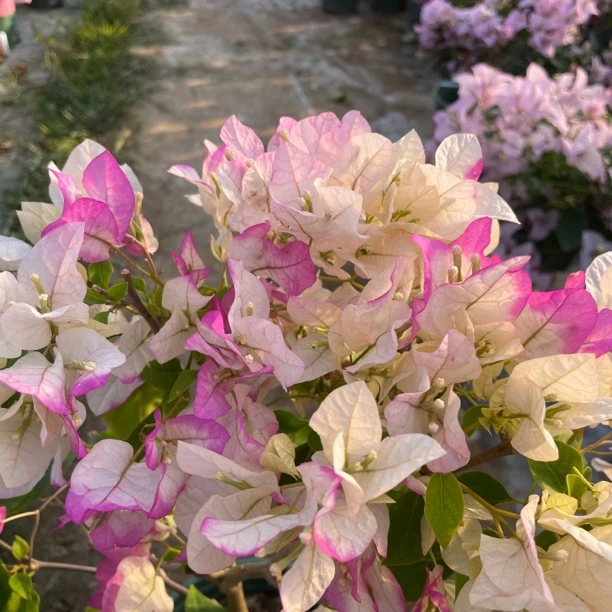 【椰子冰】三角梅盆栽四季开花带花原盆阳台庭院植物喜阳耐晒爬藤