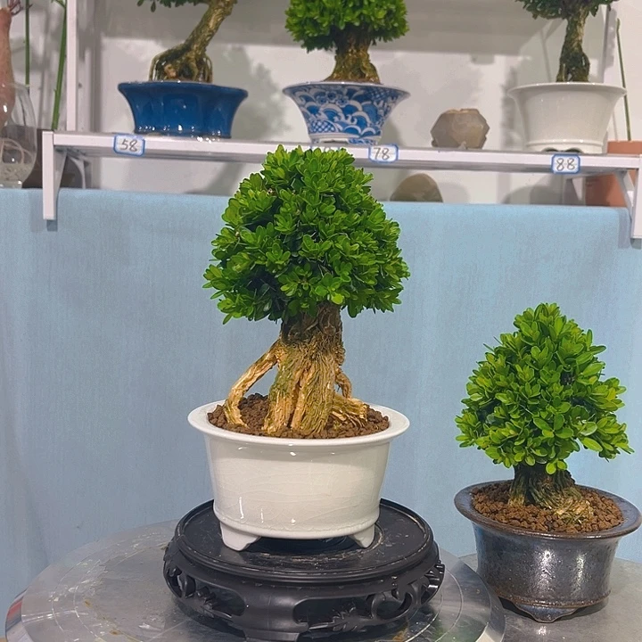1***4无花朵浙江黄杨一树一拍