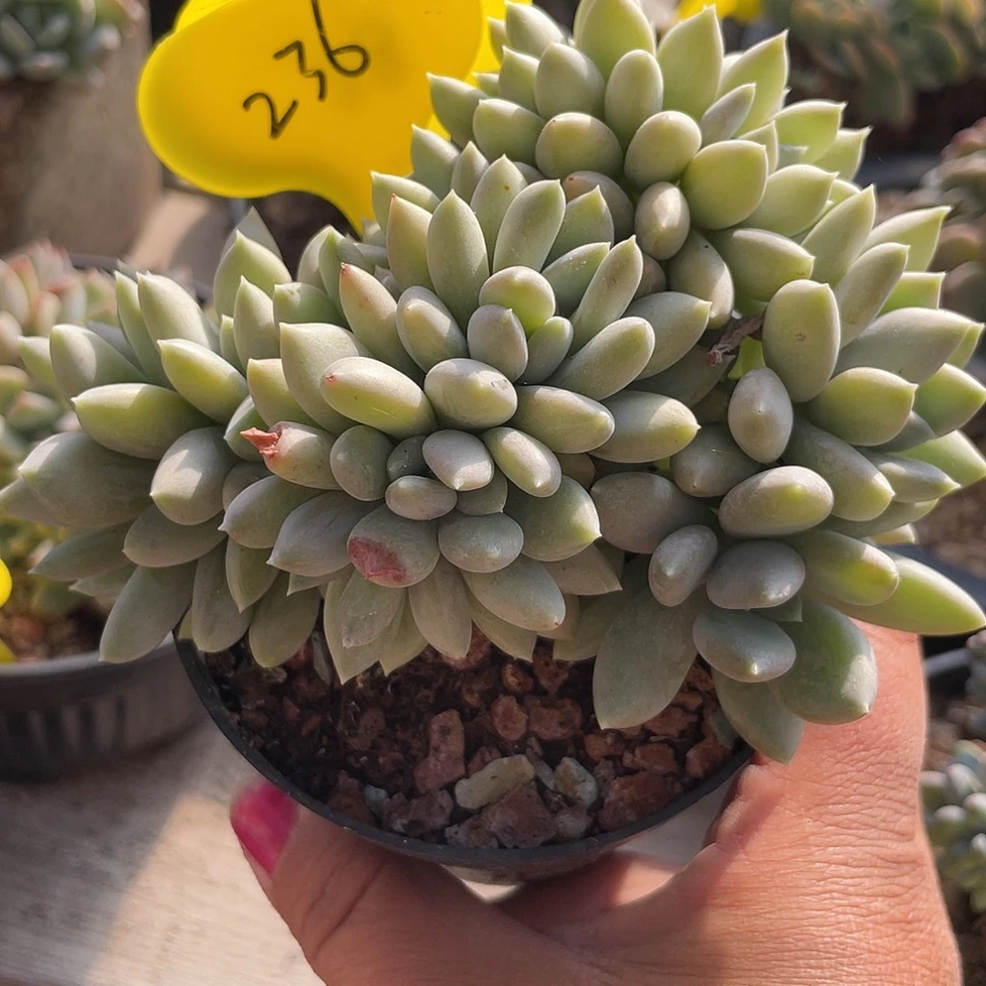 胖美人群生多肉缀化236