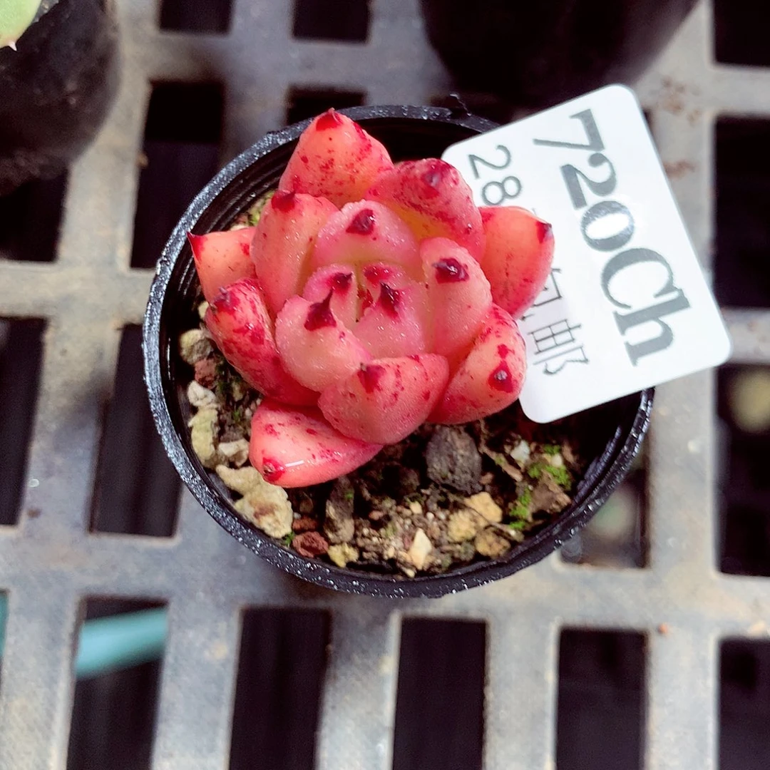 5厘米盆精控多肉720