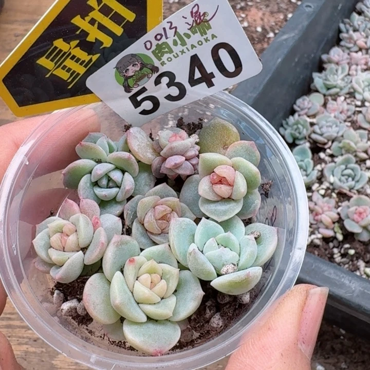 多肉植物多肉植物