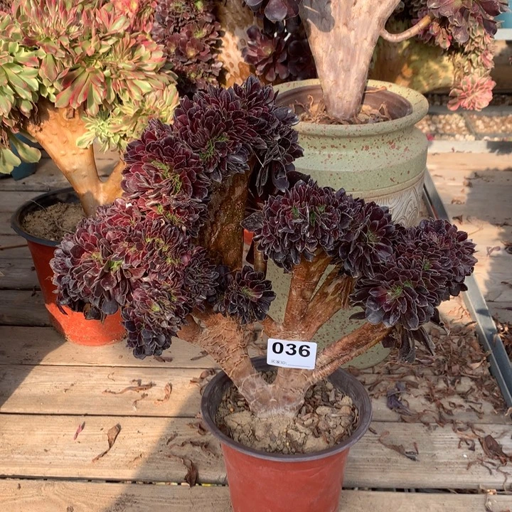 036欧紫缀多肉法师