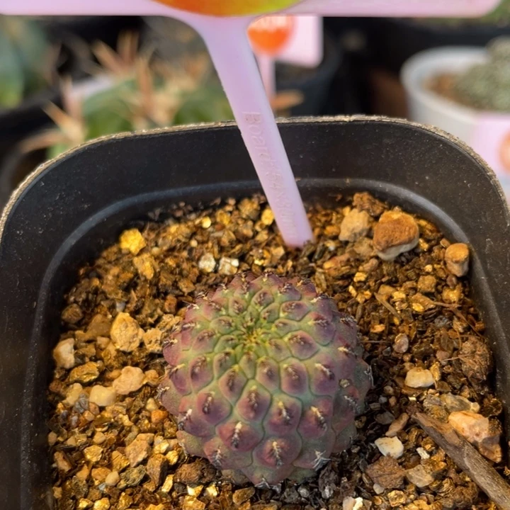 自根紫丽丸29222922