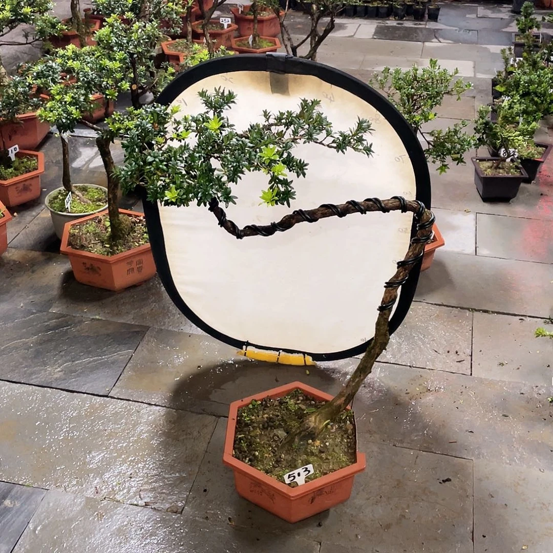 郯***司以实际为准罗汉松珍珠513带盆