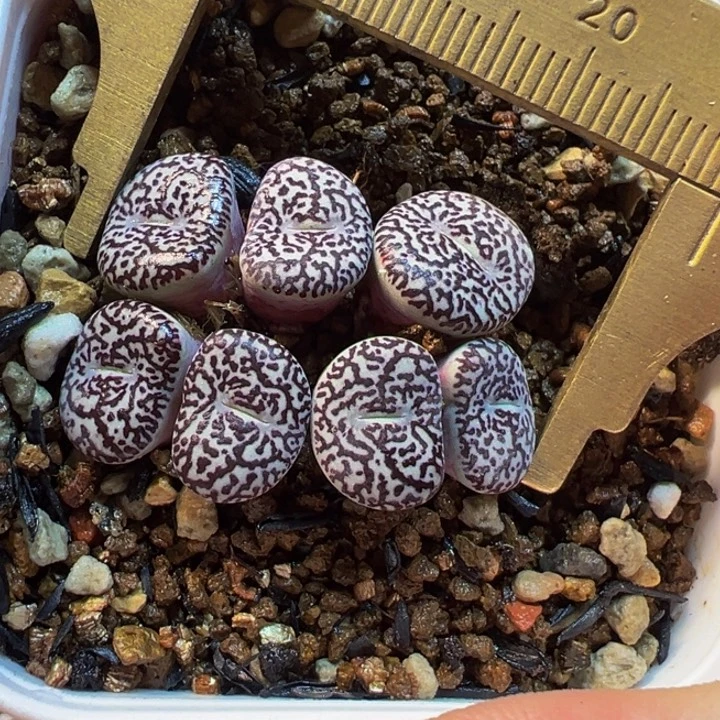 超级紫黑墨群多肉植物