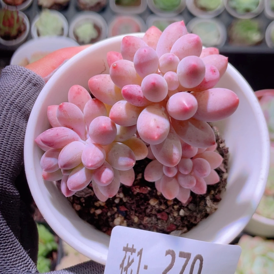 花利美1-270婴儿手指