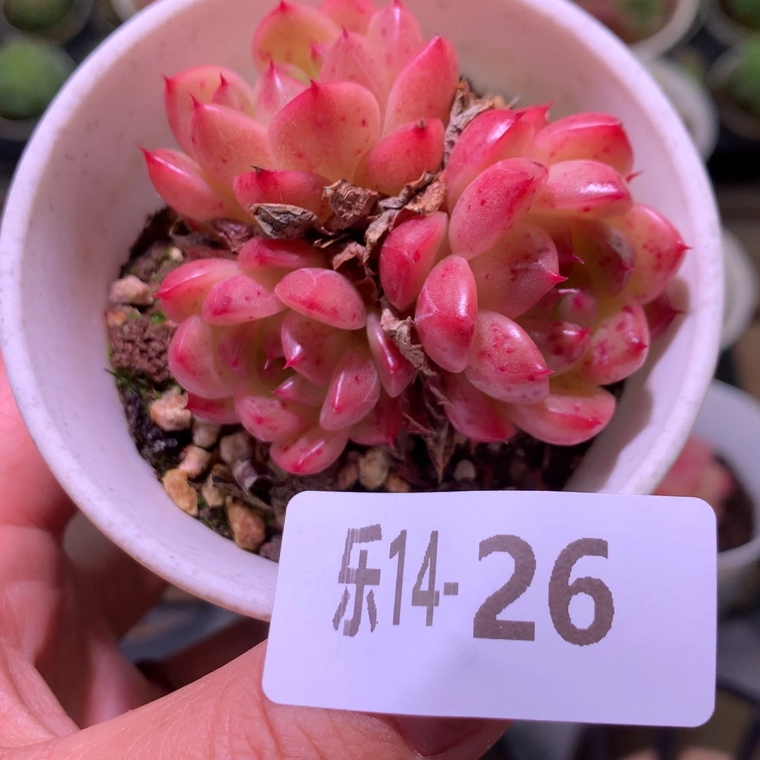 乐然14-26 麦秆群