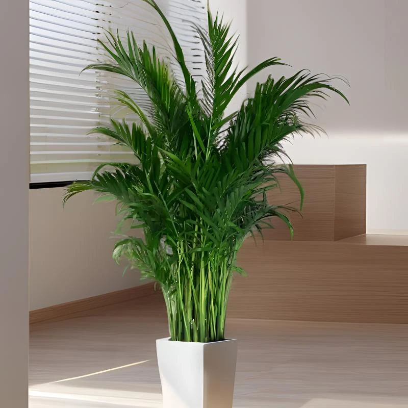 【1.1米-1.2米】富贵椰子四季常青大型散尾葵植物室内落地大型绿植