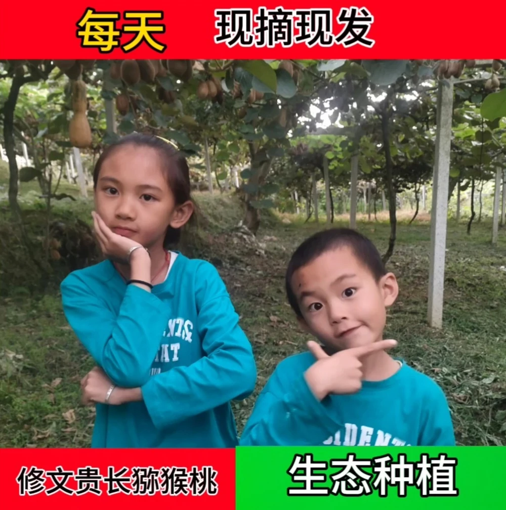 [24枚精选礼盒]贵州修文贵长绿心猕猴桃新鲜应季香甜软糯奇异果