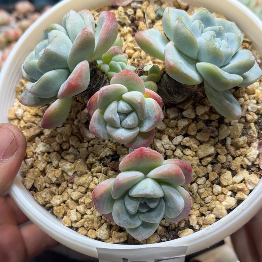 0125冰玉大粗腿老桩8头11厘米