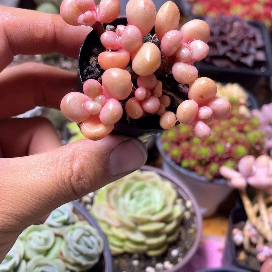 小课林黛玉带盆发货