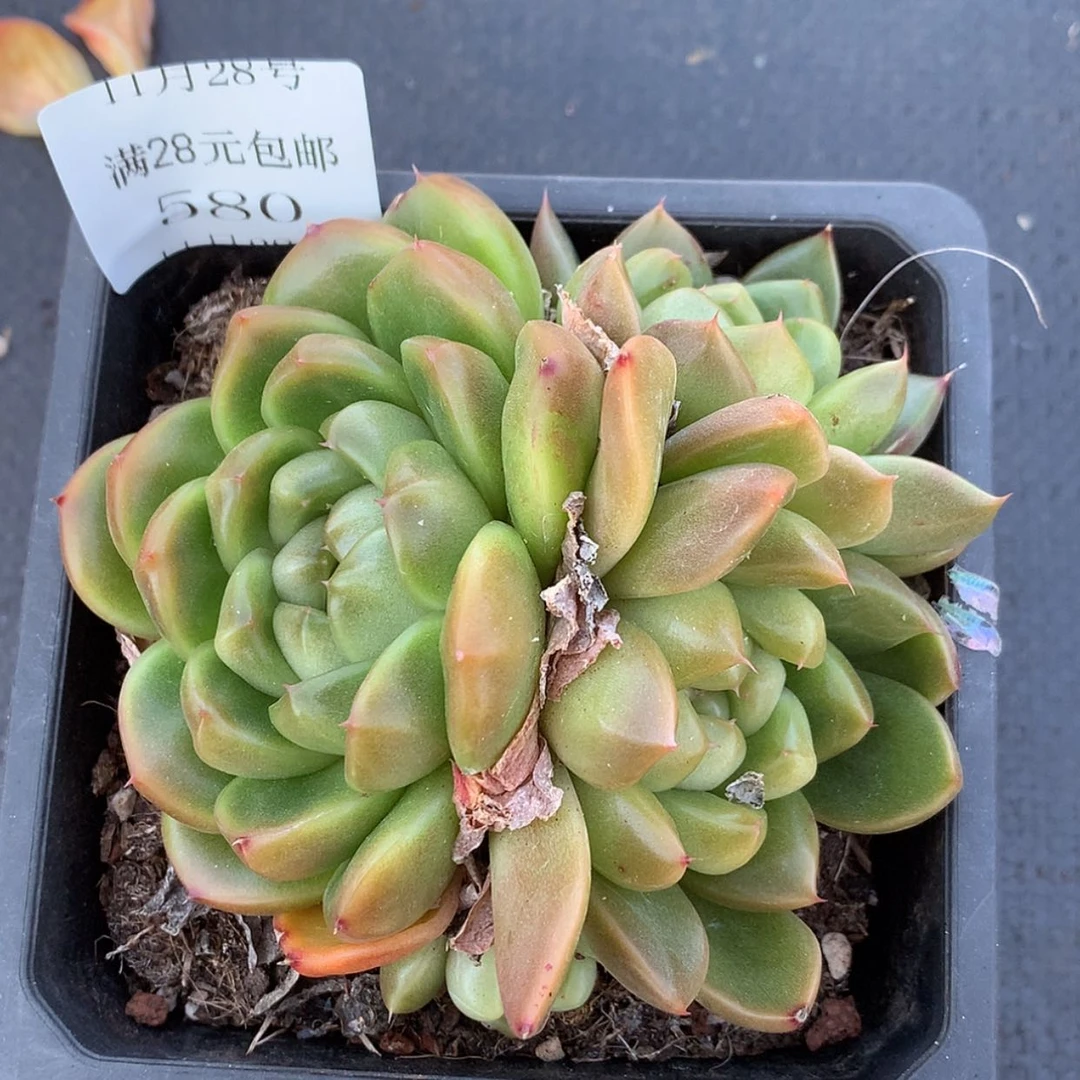 【闪购商品】云580号皮埃拉珍妮4头10厘米