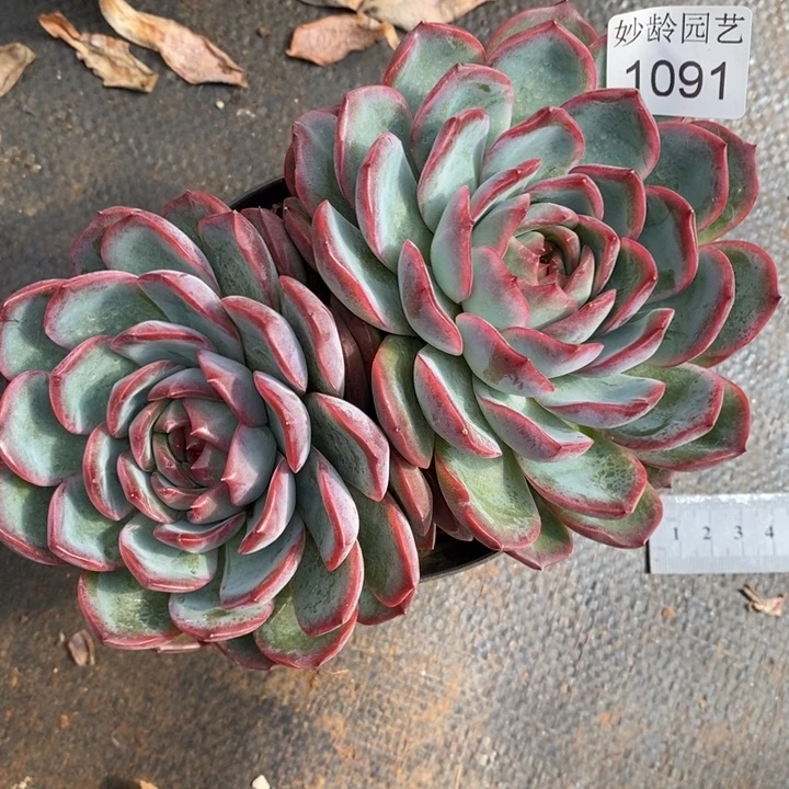 1091杂交老桩基地～16厘米