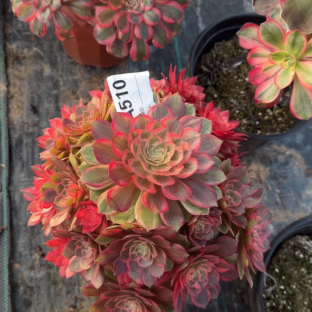 黑魔锦多肉法师510