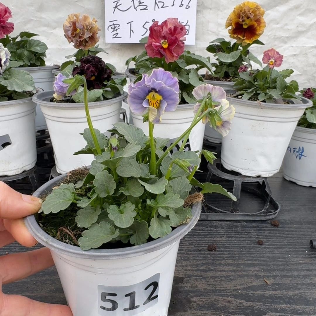 全部花朵512号青金石