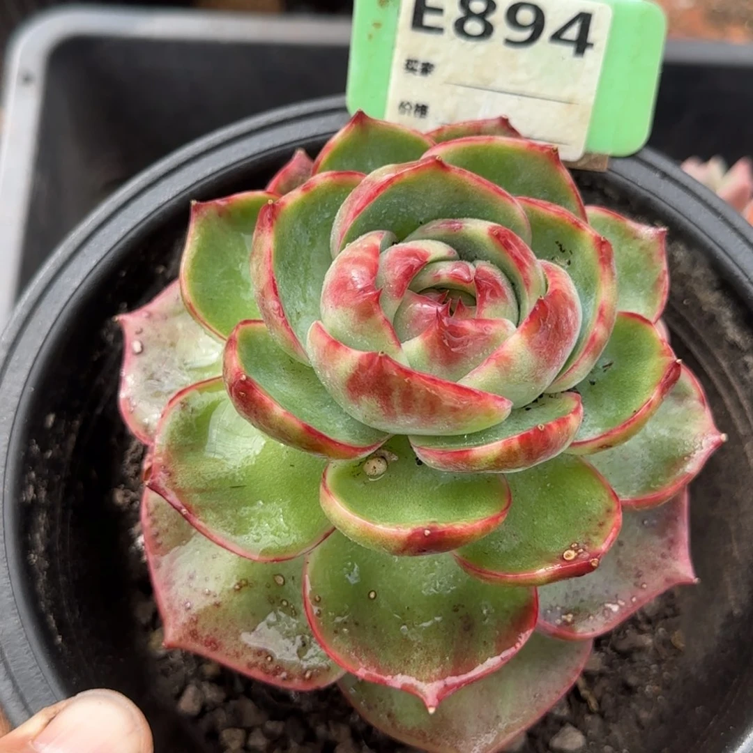 惊鸿一物一拍包装收缩花旱894