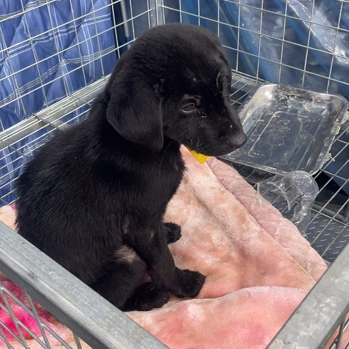 拉拉，黑的，包邮到家