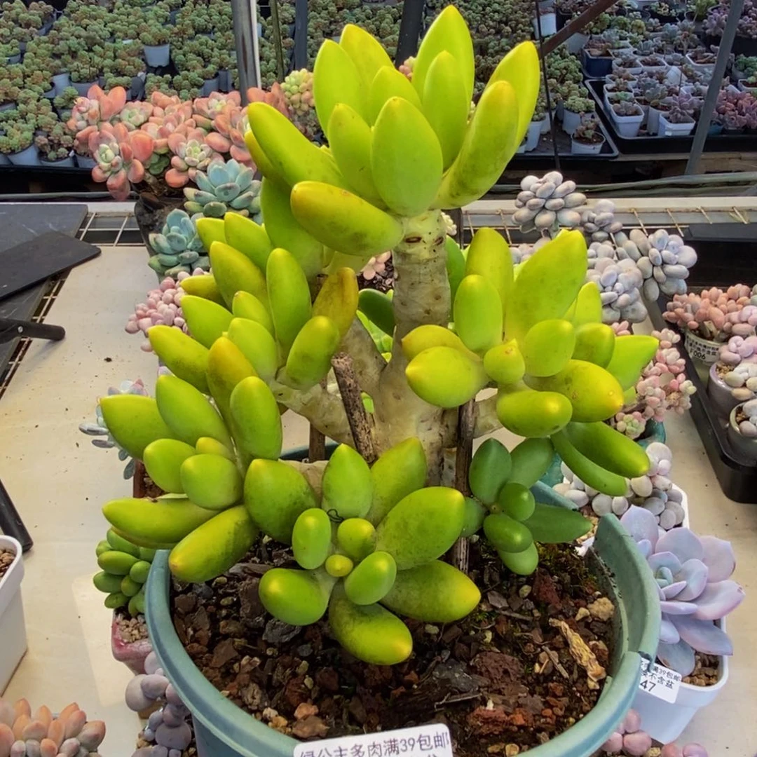 249金蝉芒果奶多肉16c m