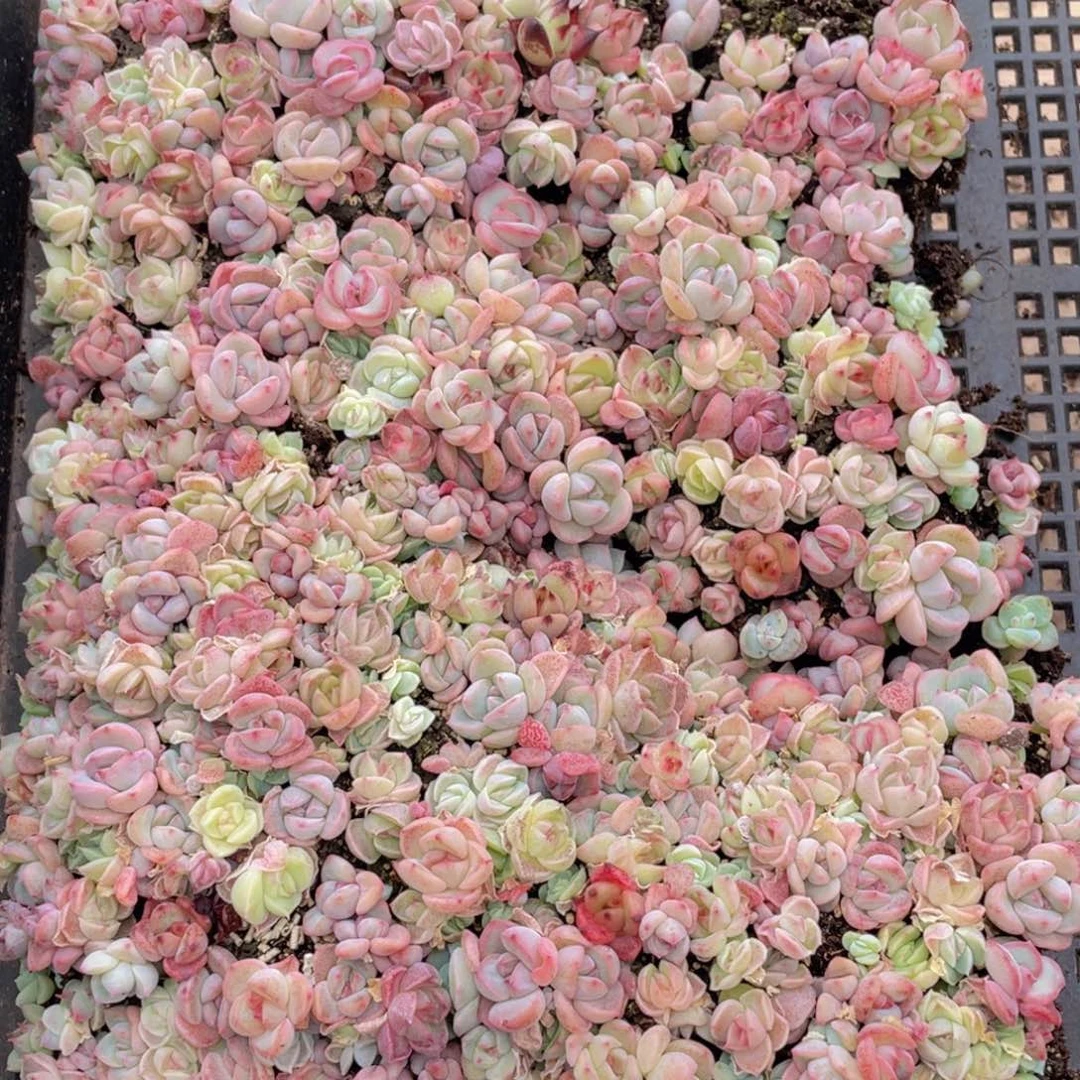 梦****！多肉植物多肉植物472