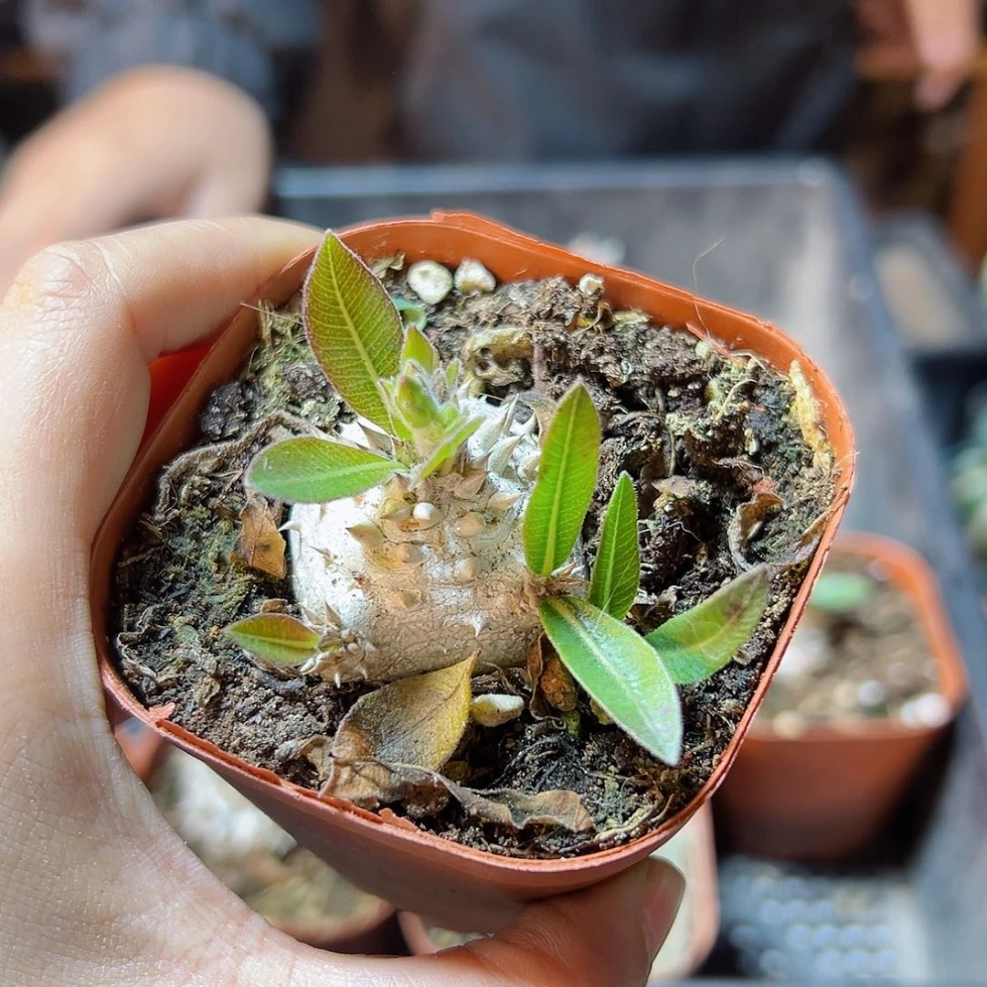 惠比大黑3公分带盆