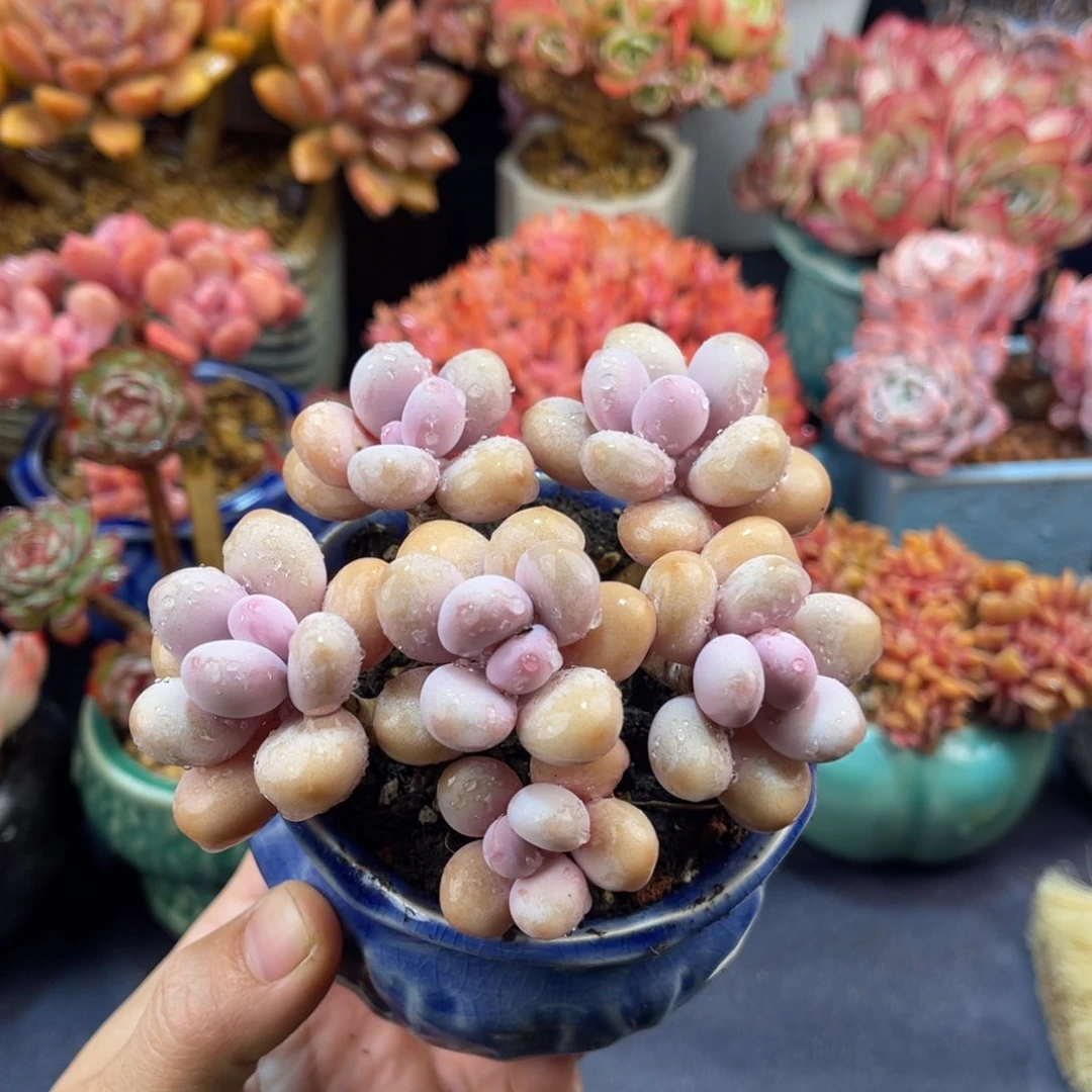 桃蛋  十公分 带盆