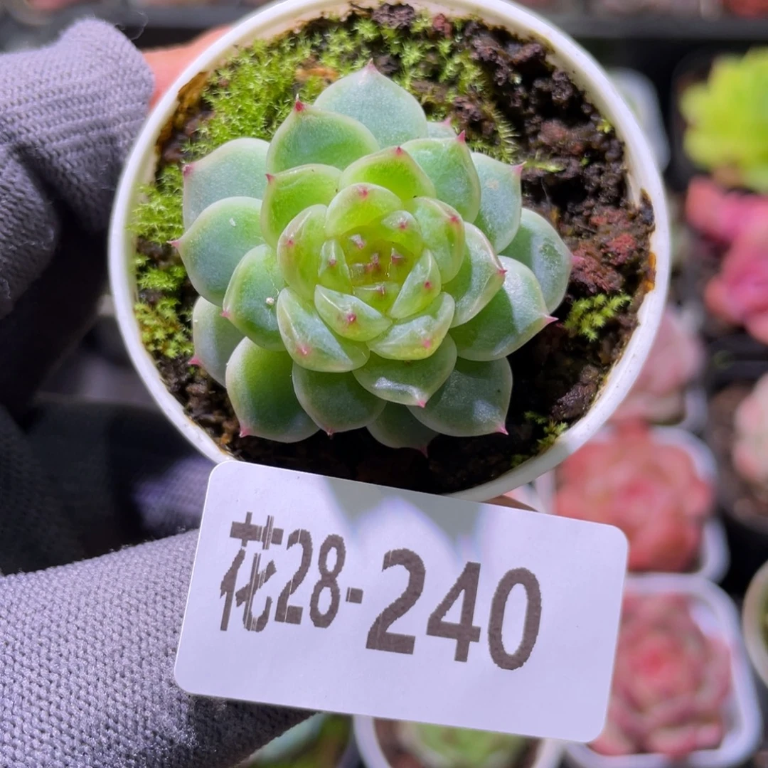 花利美28-240新品珍妮