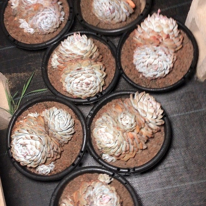 45///////：：/////////