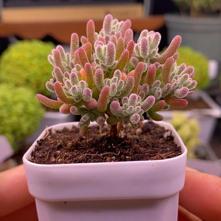 无花朵31冰红。