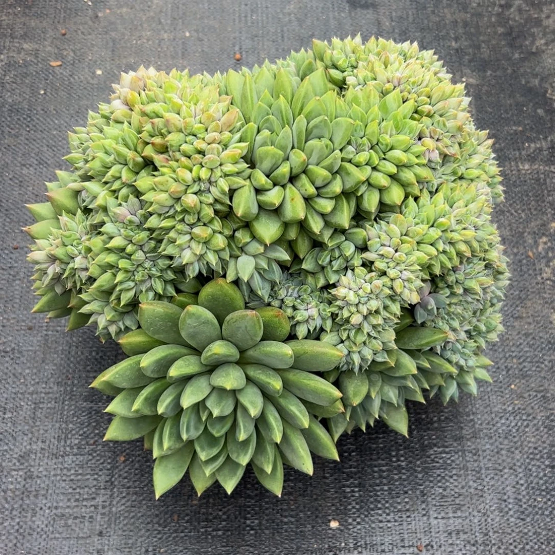 清***榄红象牙缀化多肉植物