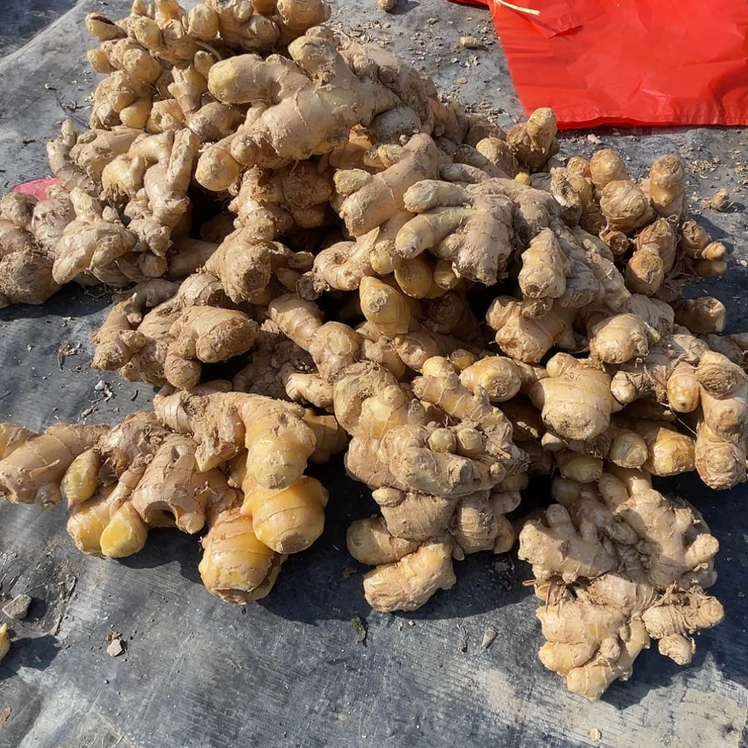 中国大陆农家小黄姜二斤